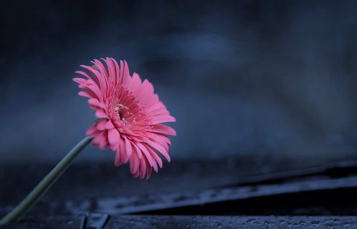 fleur stabilisée