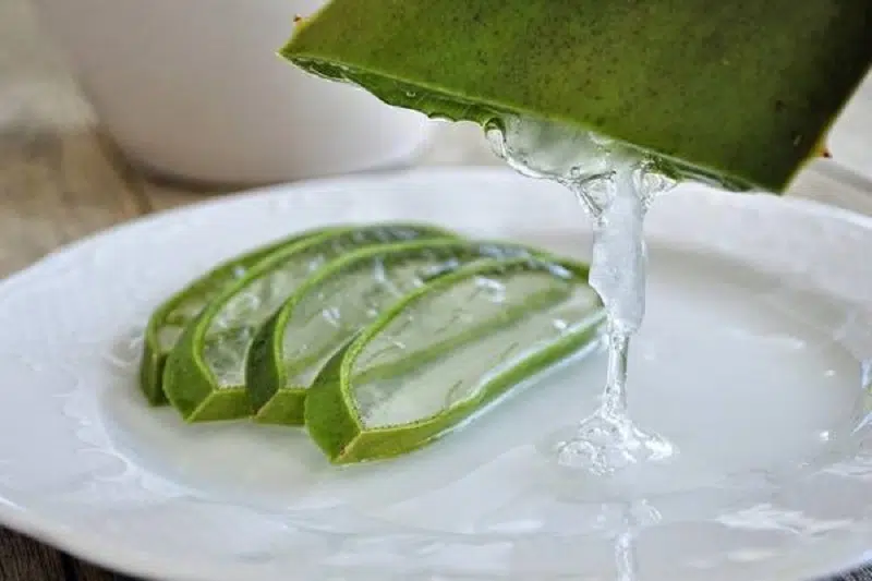 Comment couper aloe Vera