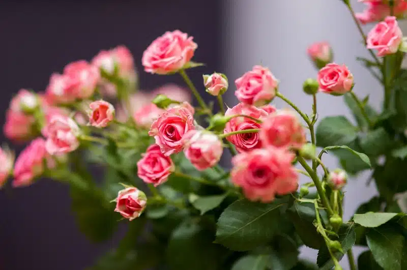 Guide complet pour entretenir un rosier en pot : astuces de plantation, floraison et soins essentiels