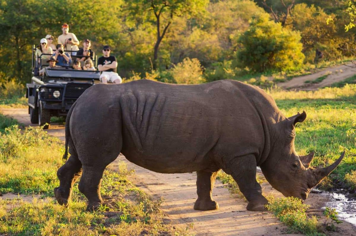 Safari en Afrique du Sud tout ce qu’il faut savoir